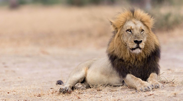 Faune sauvage stock videos