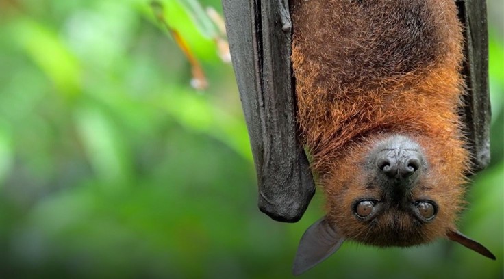 Wildlife stock videos