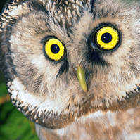 Spotlight round image