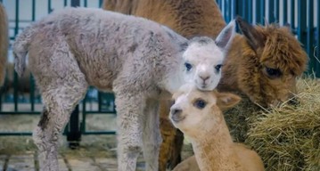 Instant Success: How to Boost Your Videos with Animal Cuteness