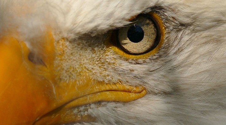 Zoomed In stock videos